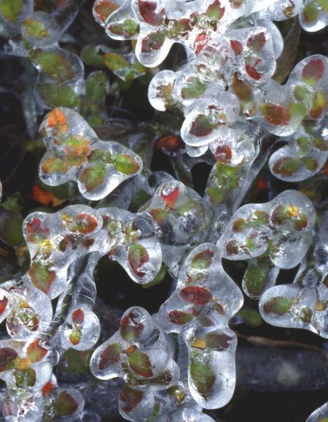 Oregon, Portland, Azalea plants encased in ice